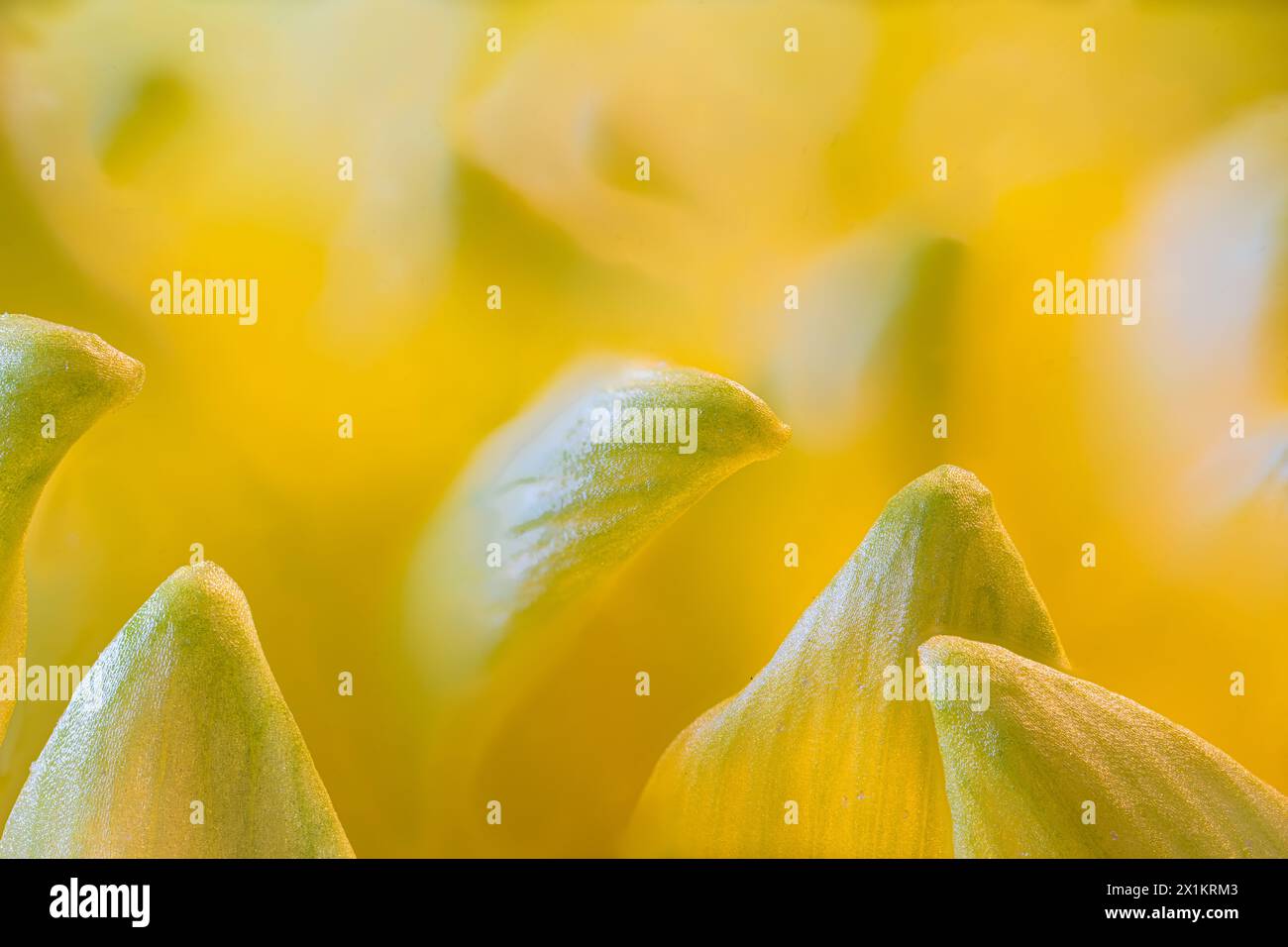 Macro Photograph of Hardy Garden Mum (Chrysanthemum x morifolium) Petals Stock Photo