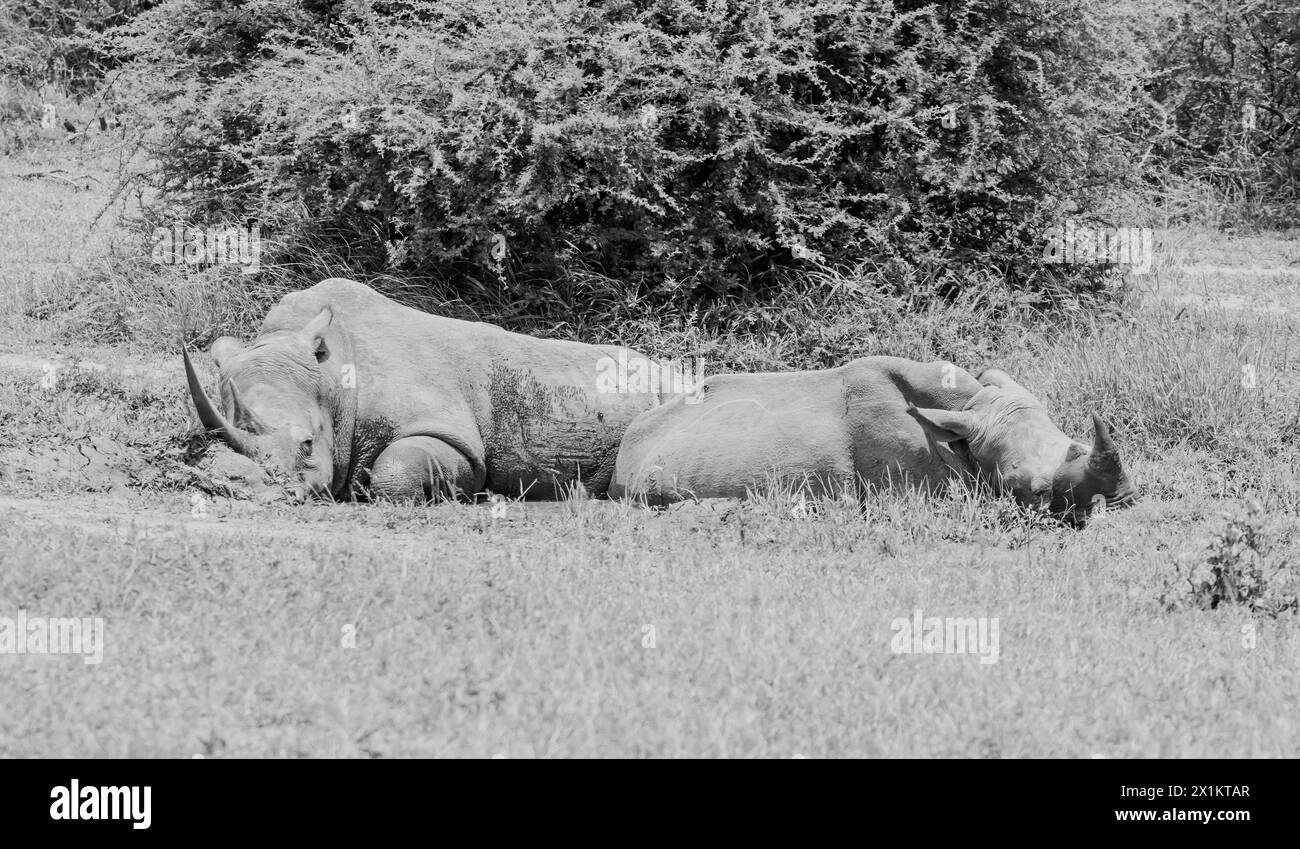 White Rhino at a watering hole in Southern African savannah Stock Photo