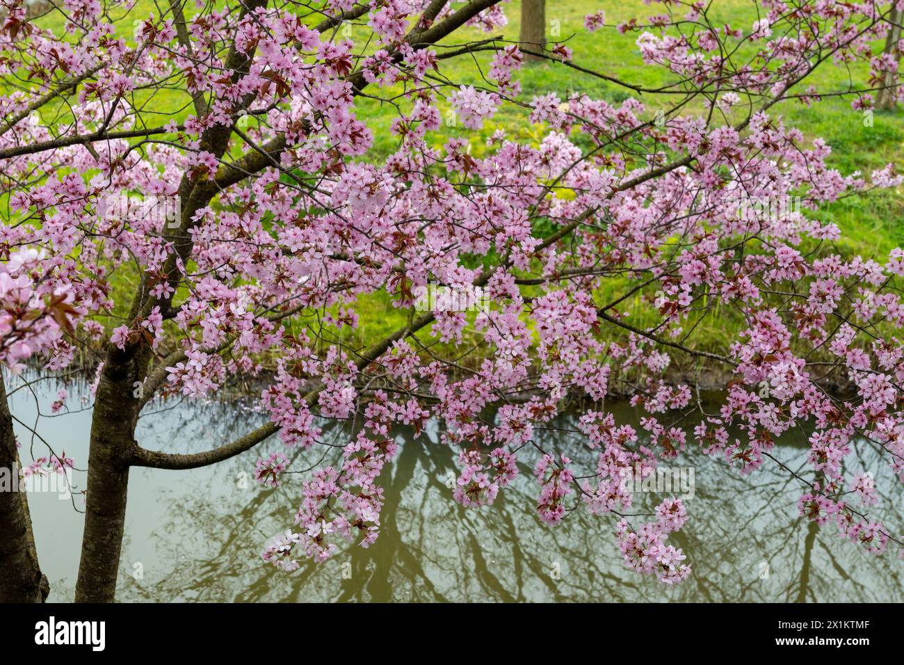 Spring blossom of pink sakura cherry tree in Japan, pink petals fall on ...