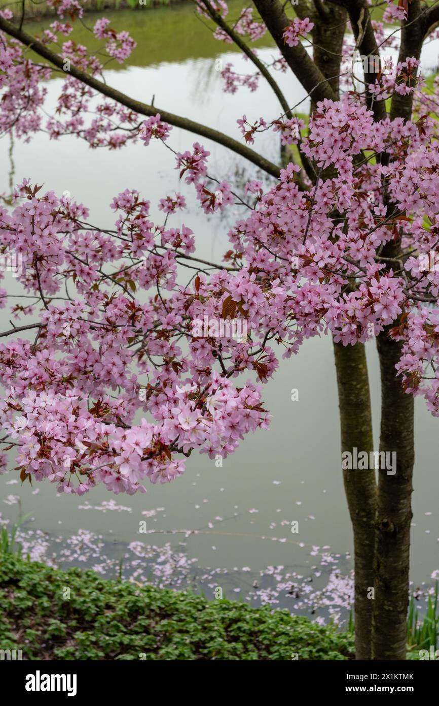 Spring blossom of pink sakura cherry tree in Japan, pink petals fall on ...
