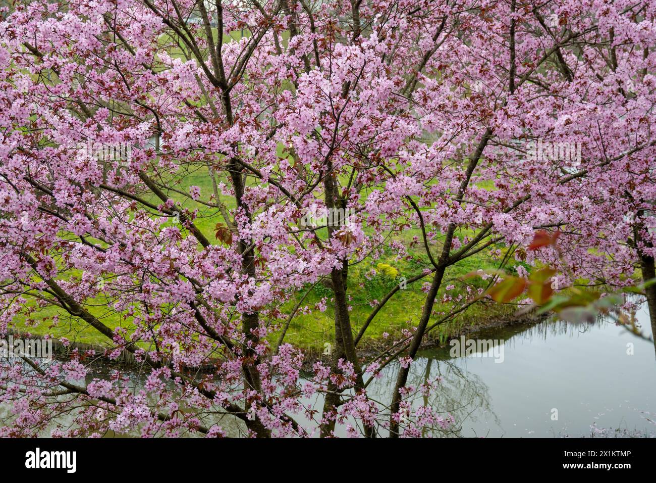Spring blossom of pink sakura cherry tree in Japan, pink petals fall on ...