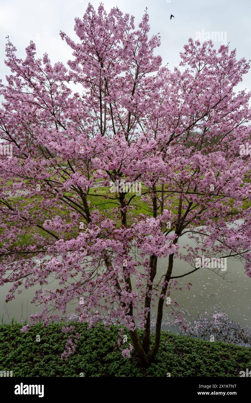 Spring blossom of pink sakura cherry tree in Japan, pink petals fall on ...