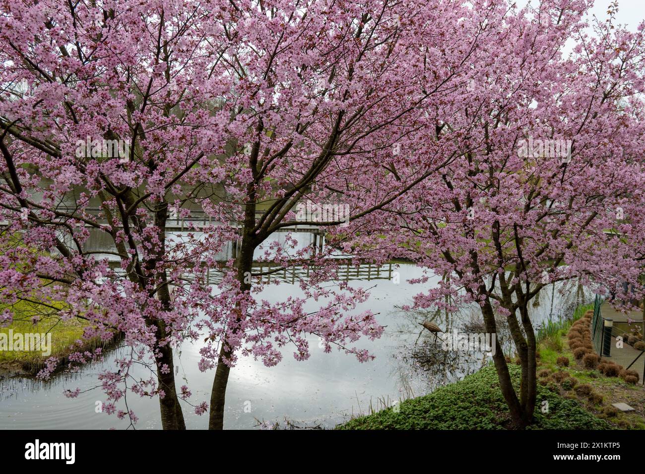 Spring blossom of pink sakura cherry tree in Japan, pink petals fall on ...