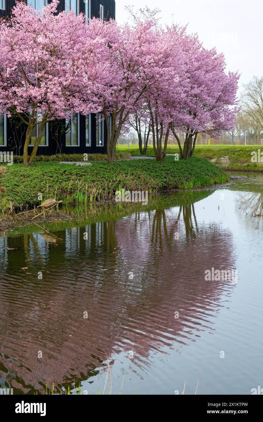Spring blossom of pink sakura cherry tree in Japan, pink petals fall on ...