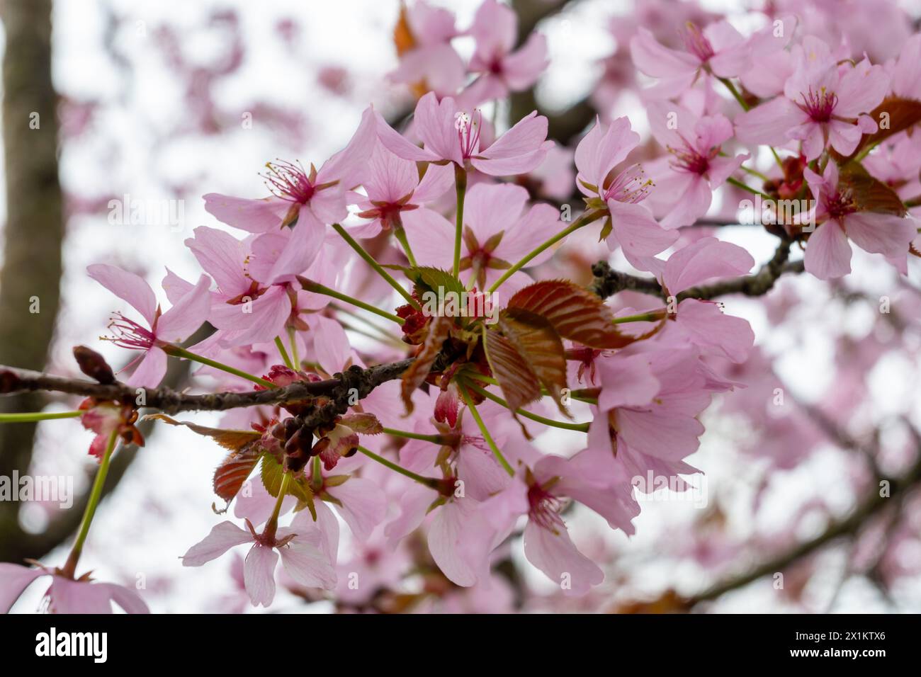 Spring blossom of Japanese white and light pink sakura cherry tree ...