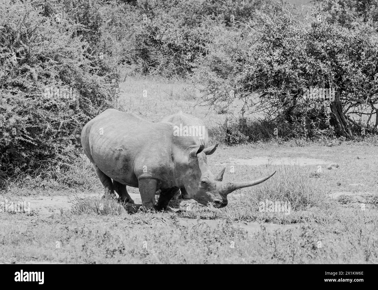 White Rhino at a watering hole in Southern African savannah Stock Photo