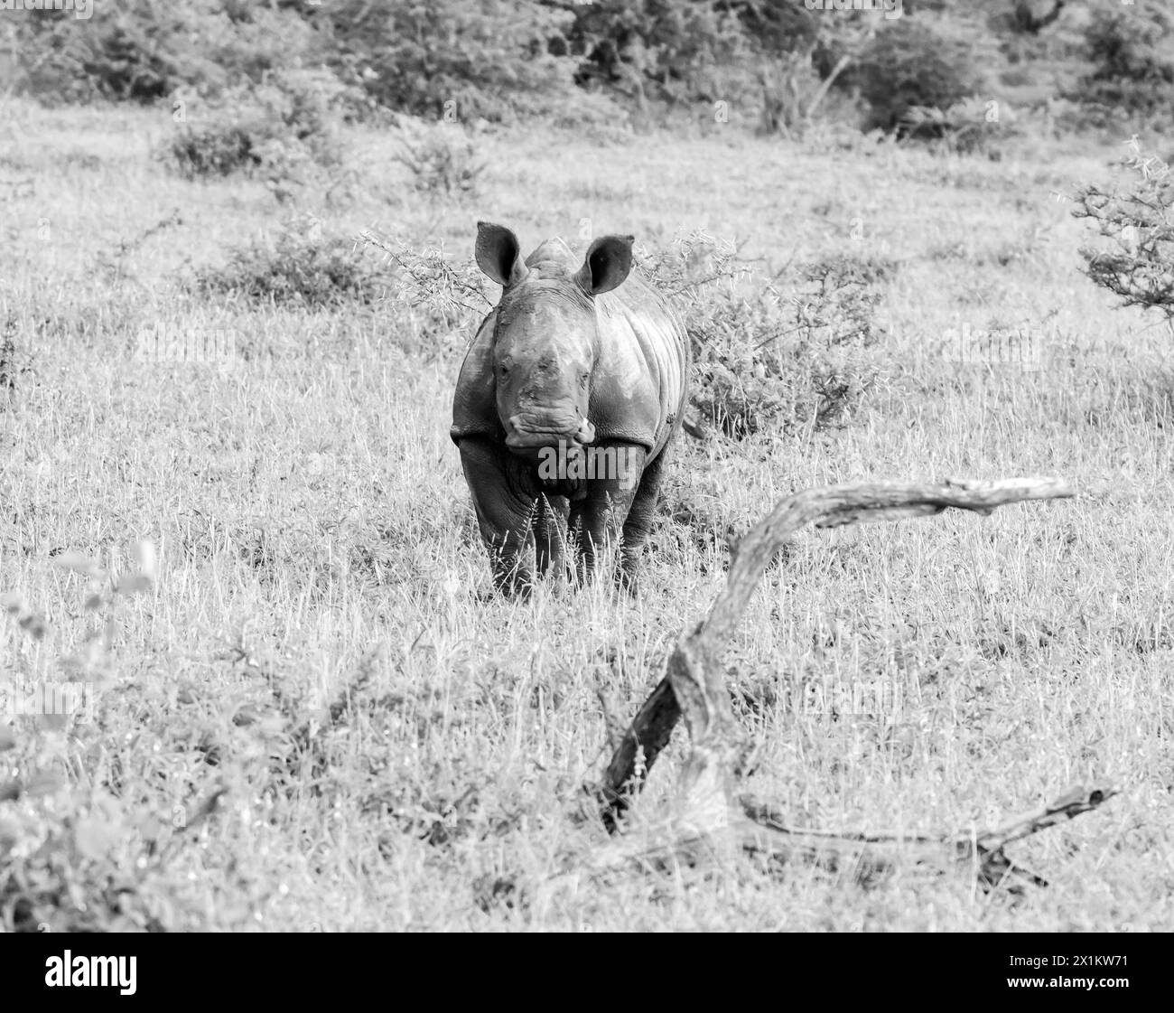 White Rhino calf in Southern African savannah Stock Photo - Alamy