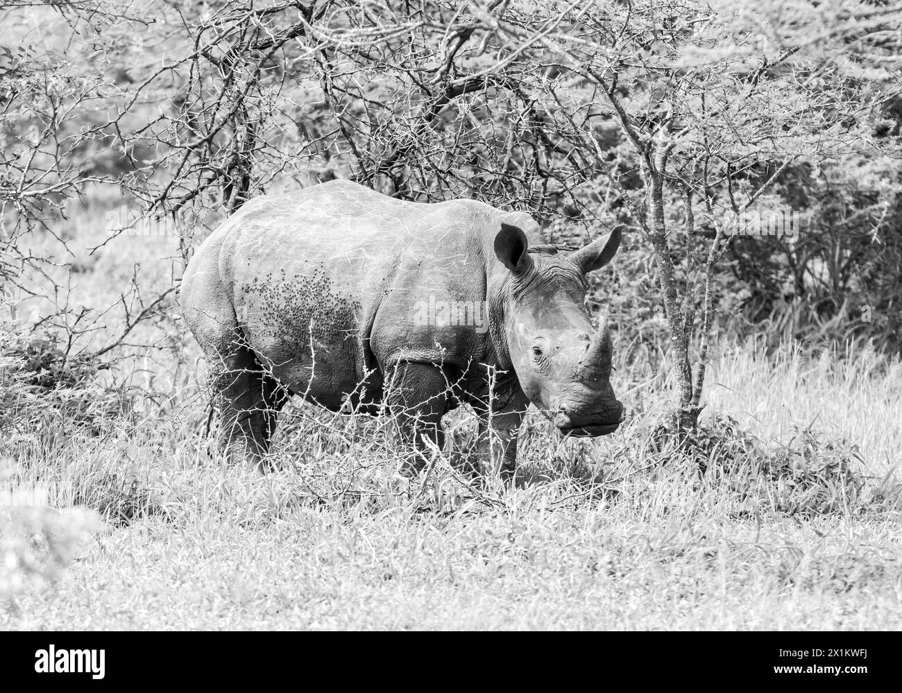 White Rhino calf in Southern African savannah Stock Photo - Alamy