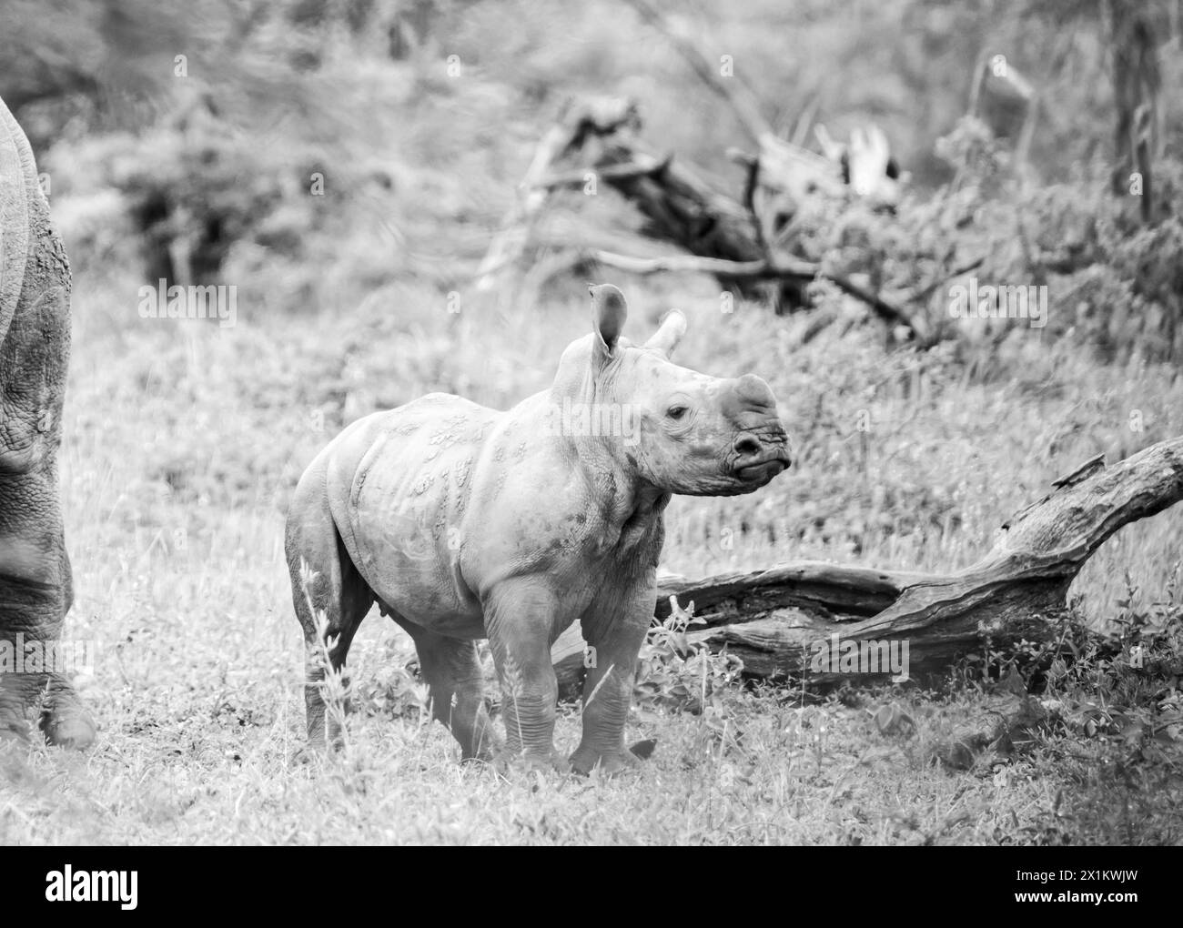 White Rhino calf in Southern African savannah Stock Photo - Alamy