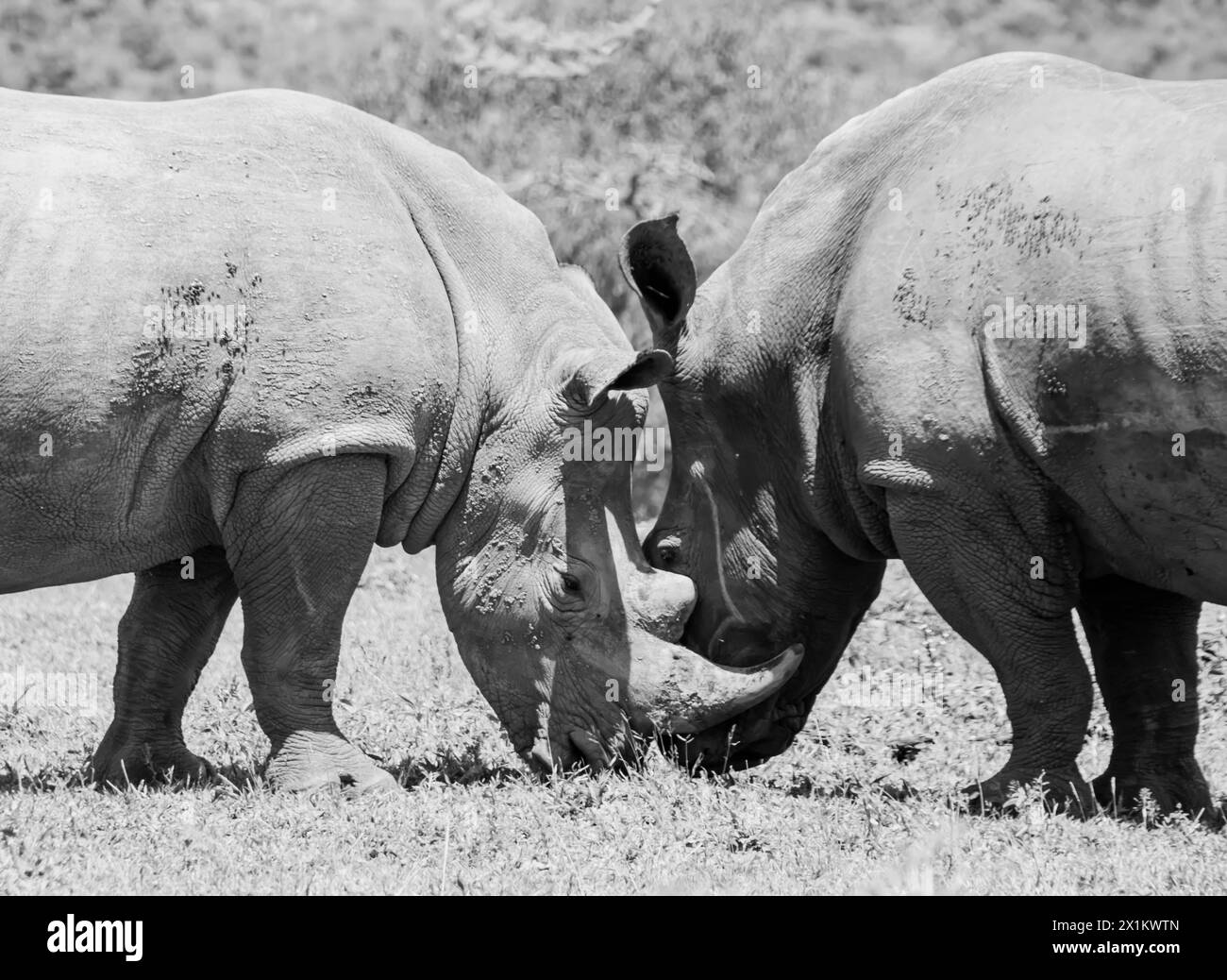 White Rhino grazing in Southern African savannah Stock Photo - Alamy