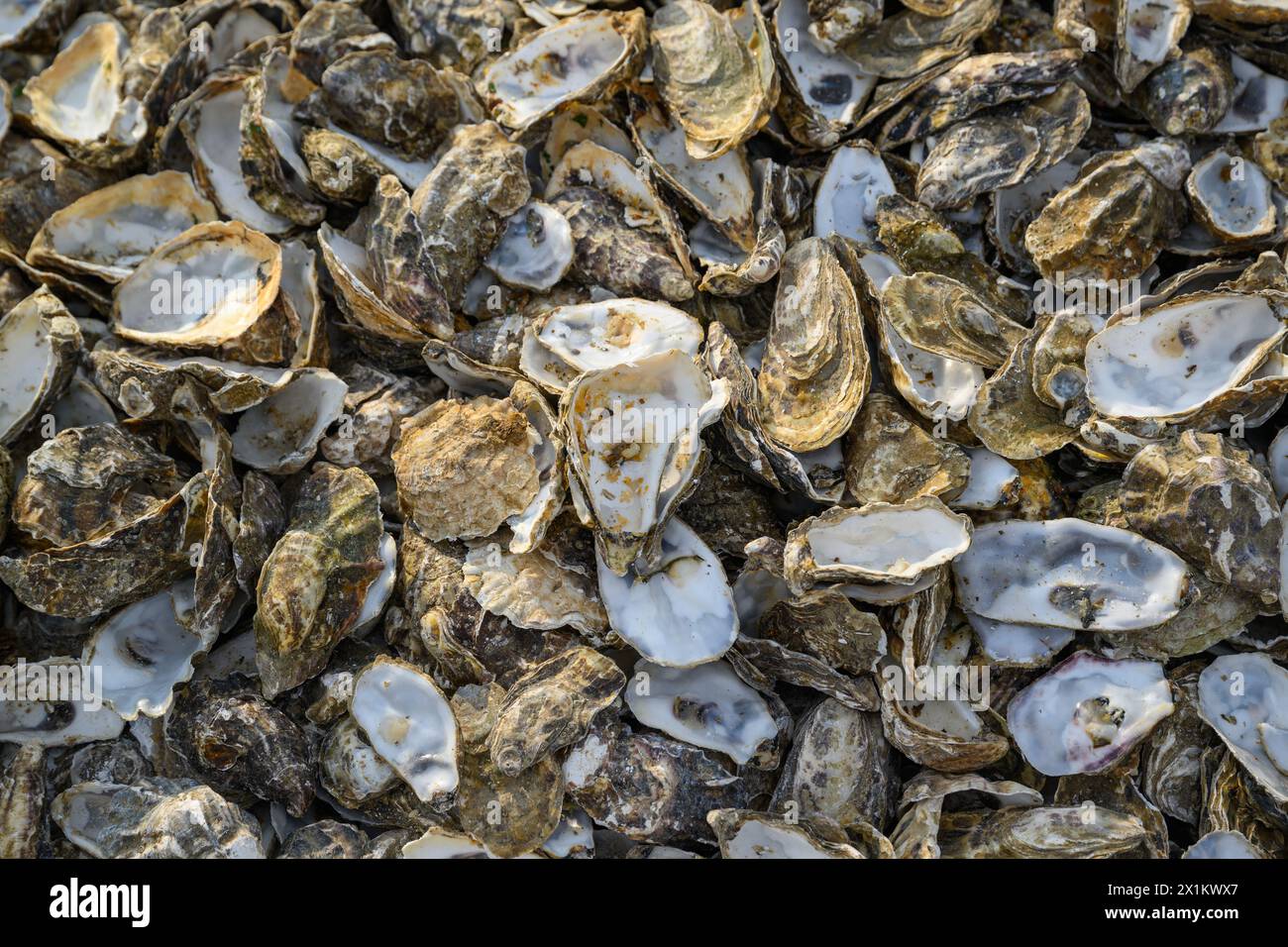 Oyster shells on the beach at Whitstable, Kent, England Stock Photo
