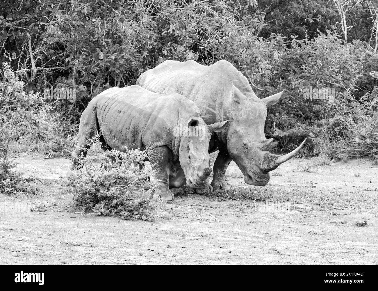 White Rhino mother and calf in Southern African savannah Stock Photo