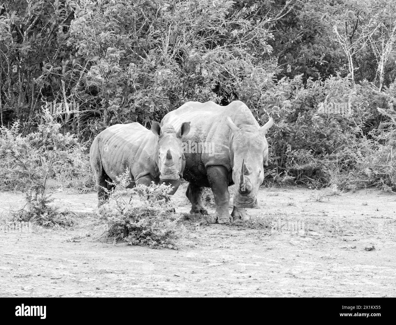 White Rhino mother and calf in Southern African savannah Stock Photo