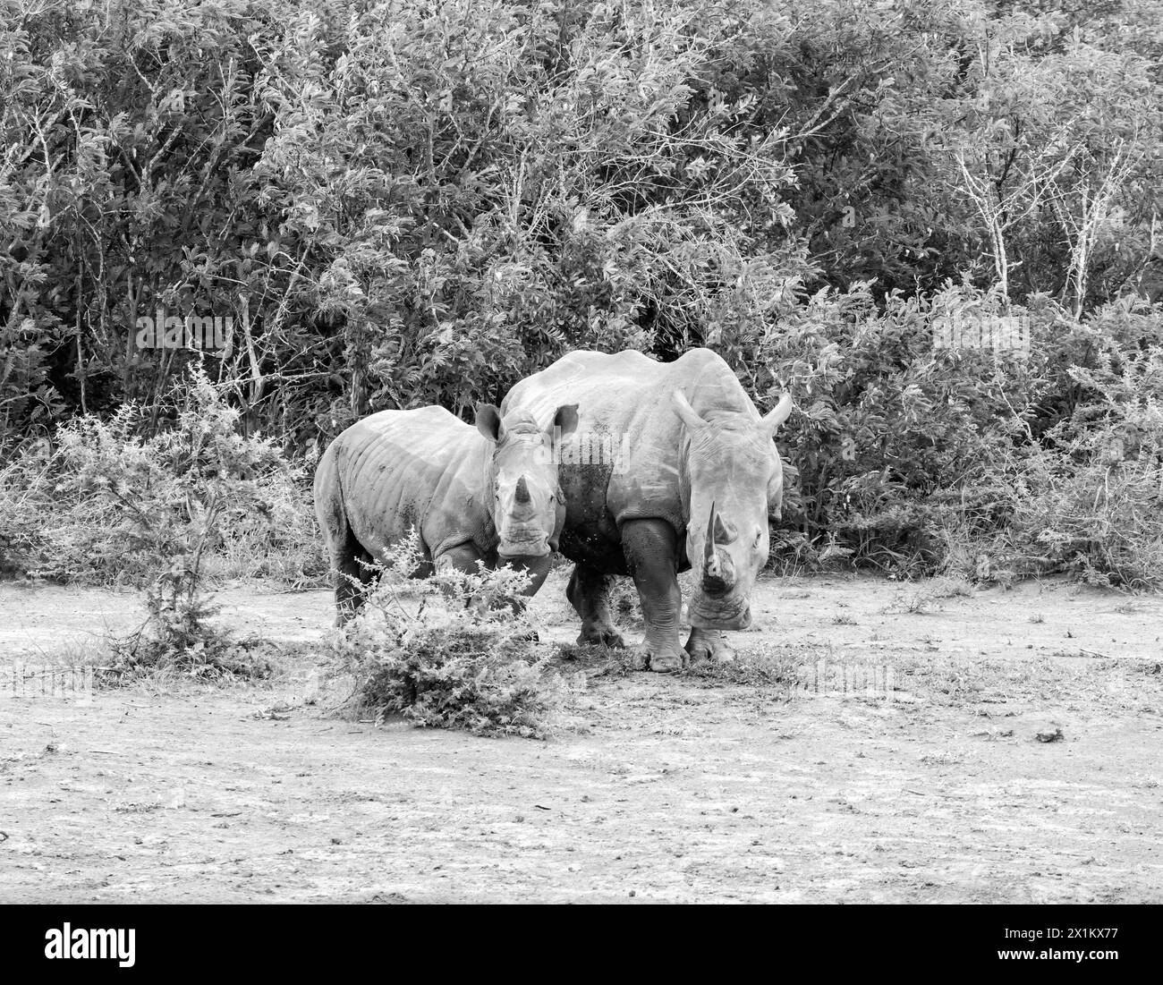 White Rhino mother and calf in Southern African savannah Stock Photo