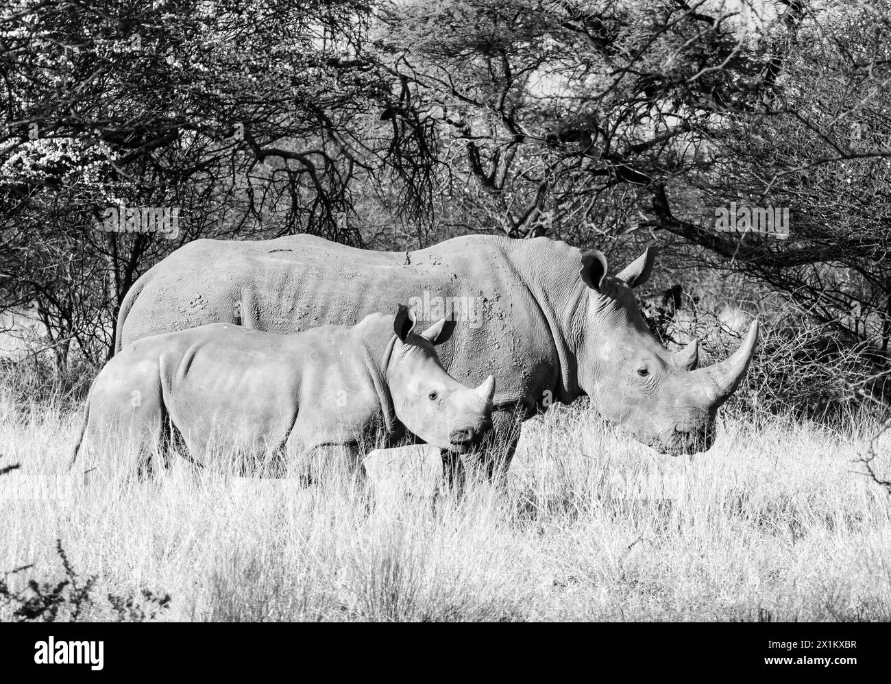 White Rhino mother and calf in Southern African savannah Stock Photo