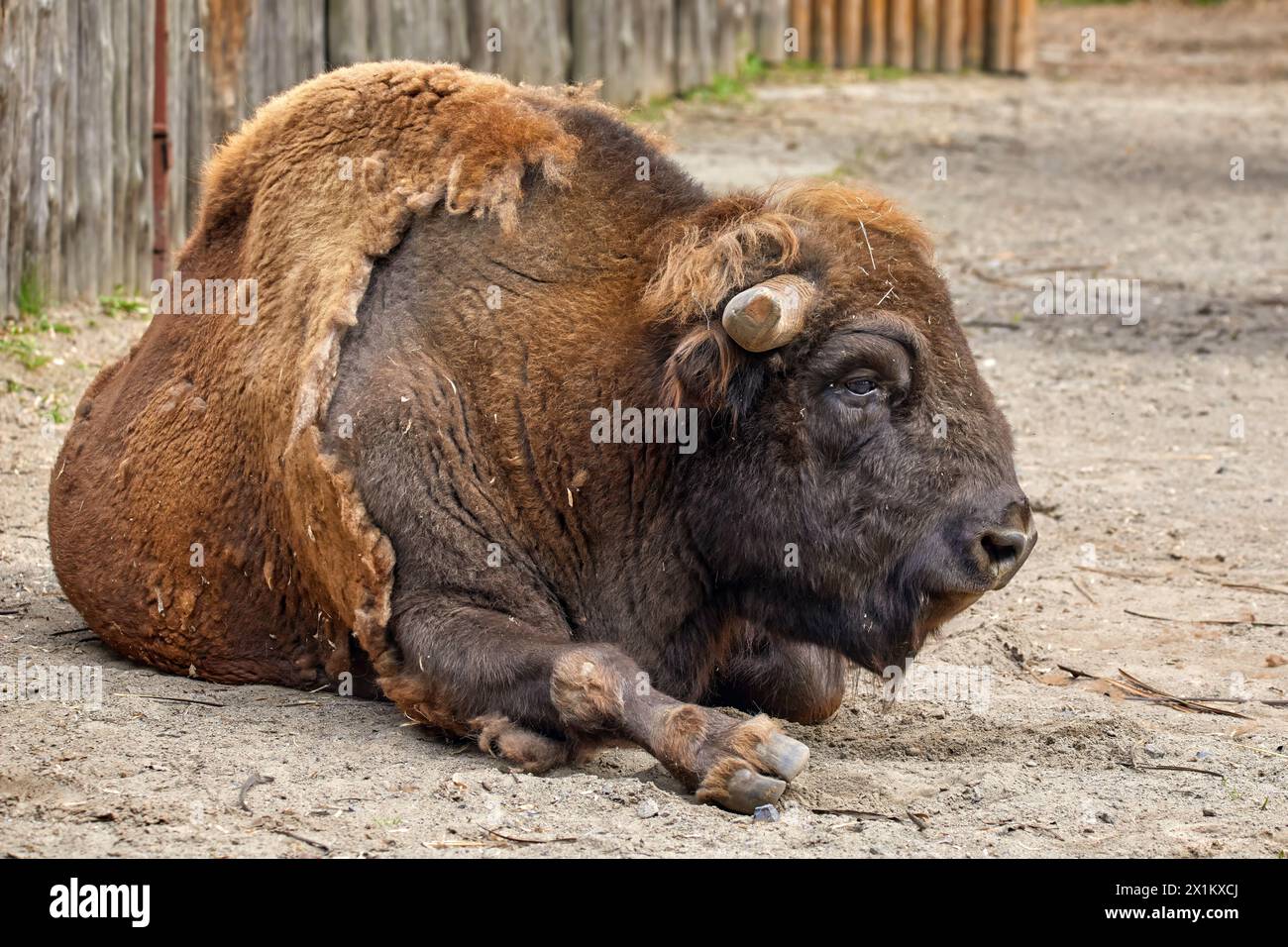 An image of the artiodactyl animal bison lies in a zoo enclosure Stock Photo