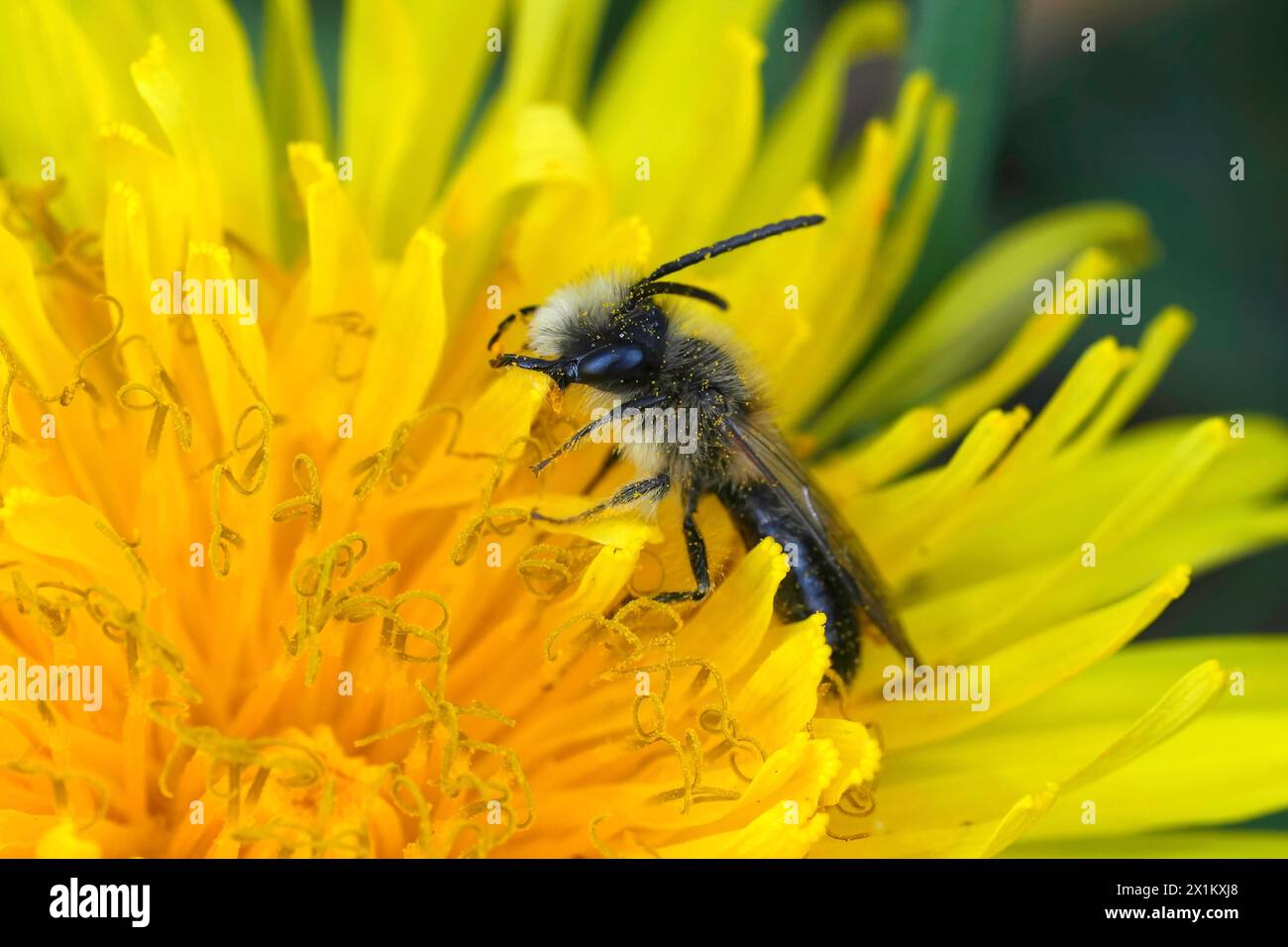 Natural closeup on a male Mellow miner solitary bee, Andrena mitis in a yellow dandelion flower Stock Photo