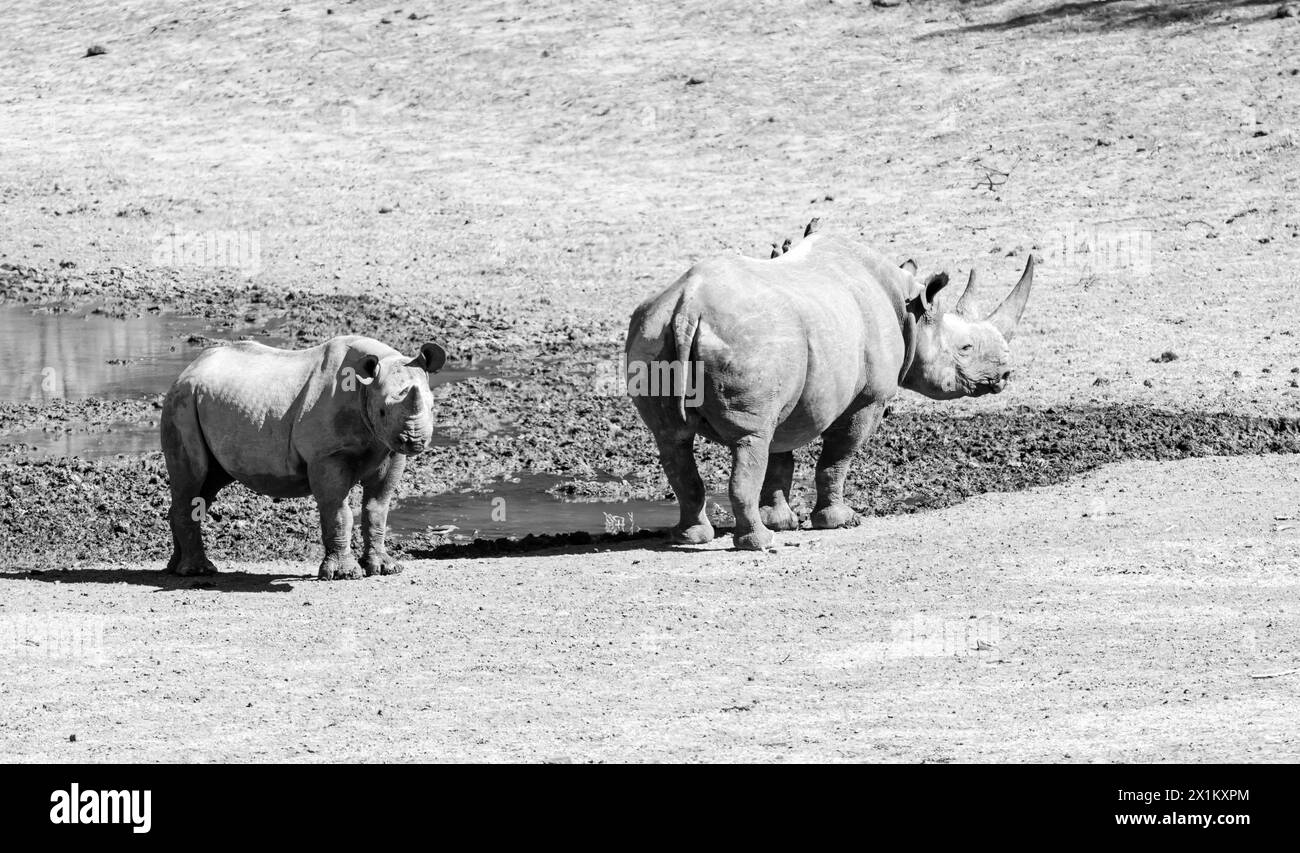 ABlack Rhino mother and calf in Southern African savannah Stock Photo