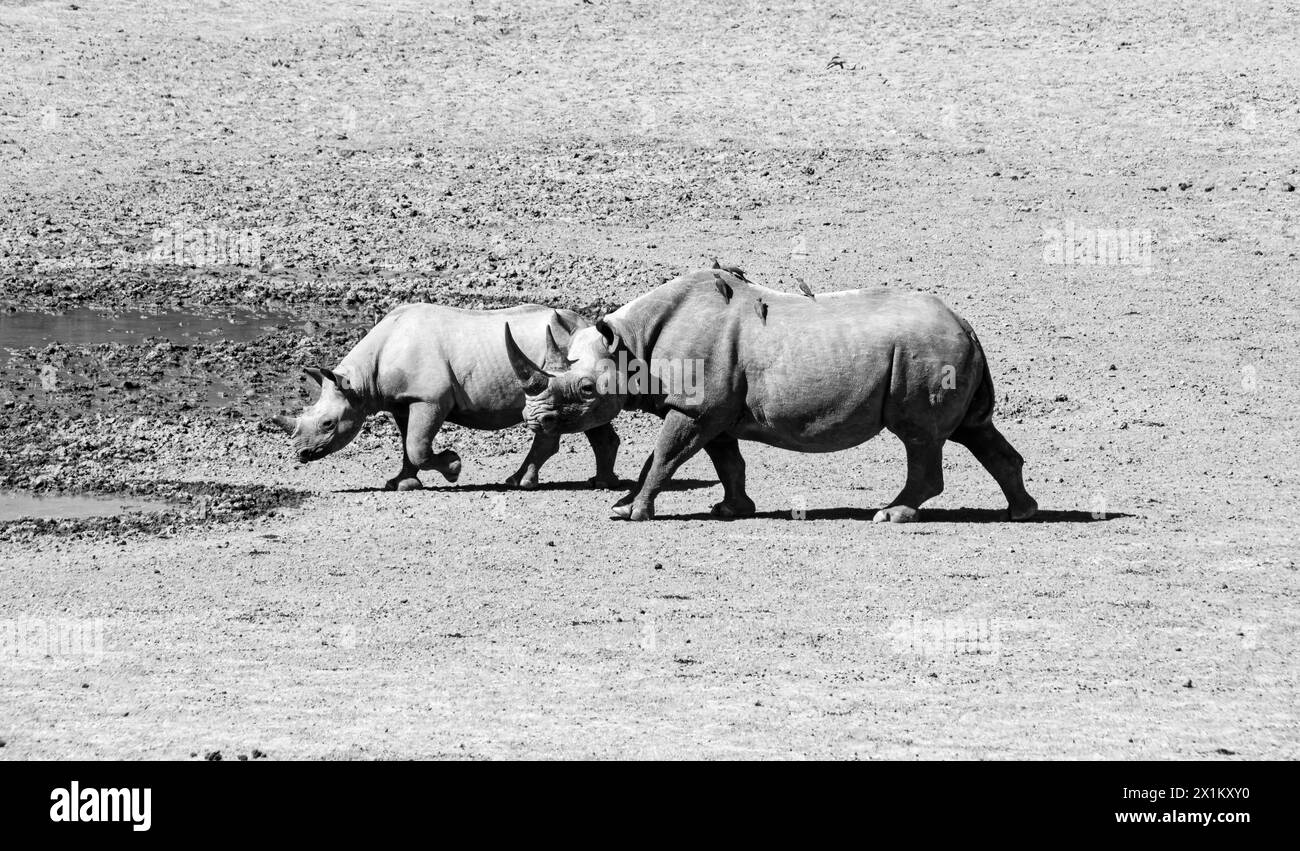 ABlack Rhino mother and calf in Southern African savannah Stock Photo