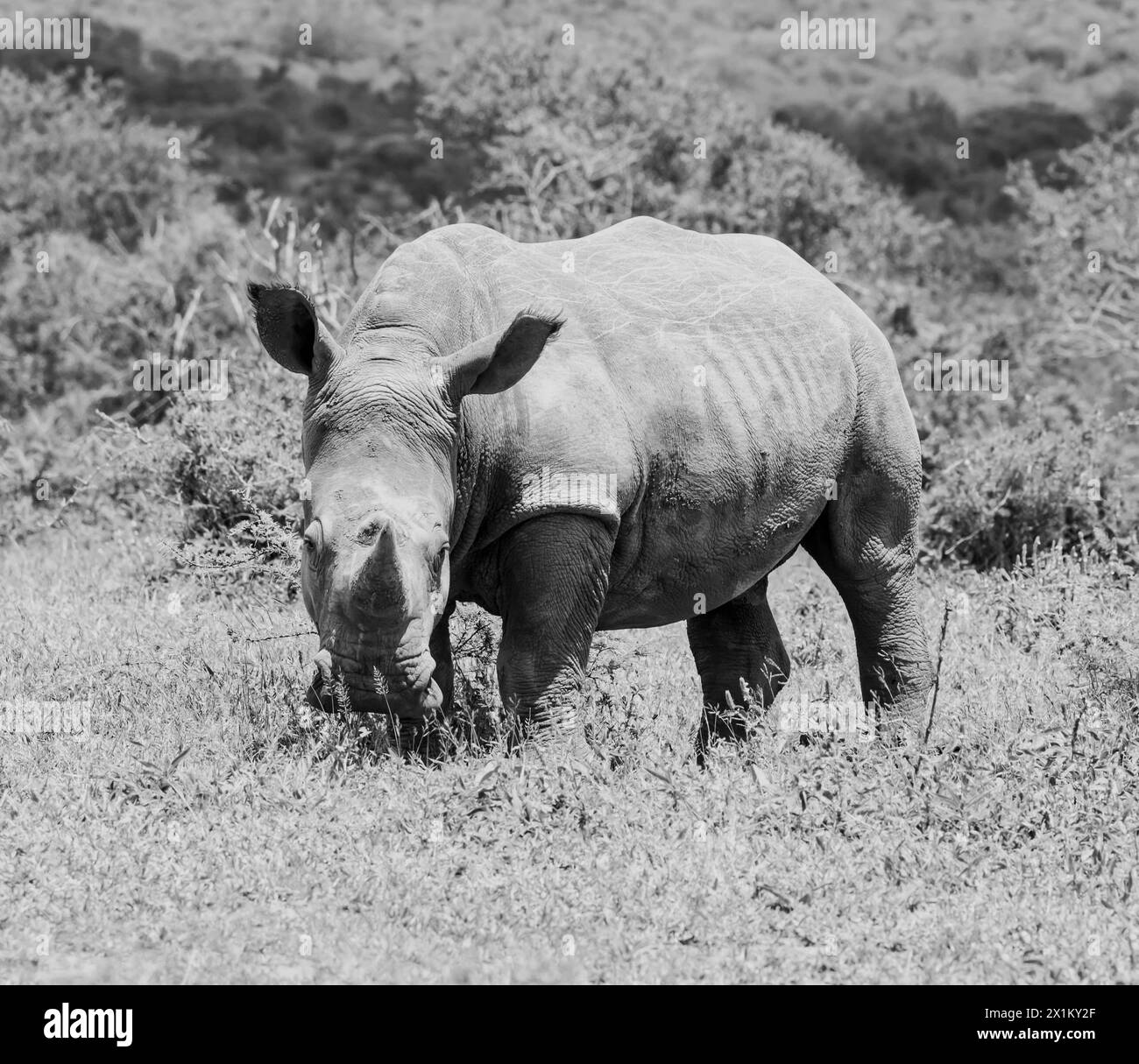 White Rhino in Southern African savannah Stock Photo - Alamy