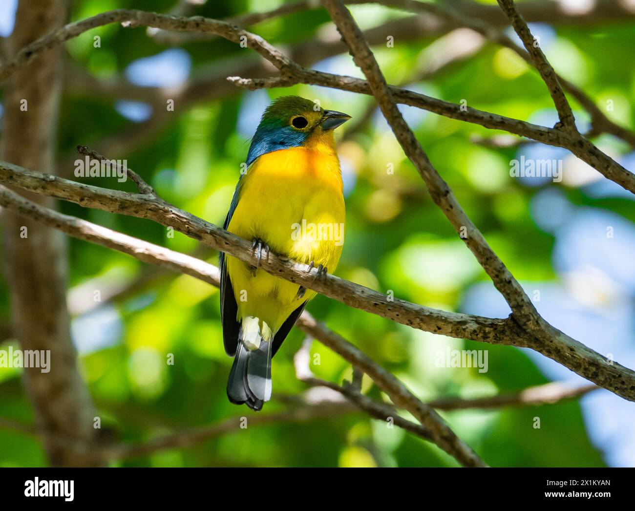 A colorful Orange-breasted Bunting (Passerina leclancherii) perched on a branch. Oaxaca, Mexico. Stock Photo