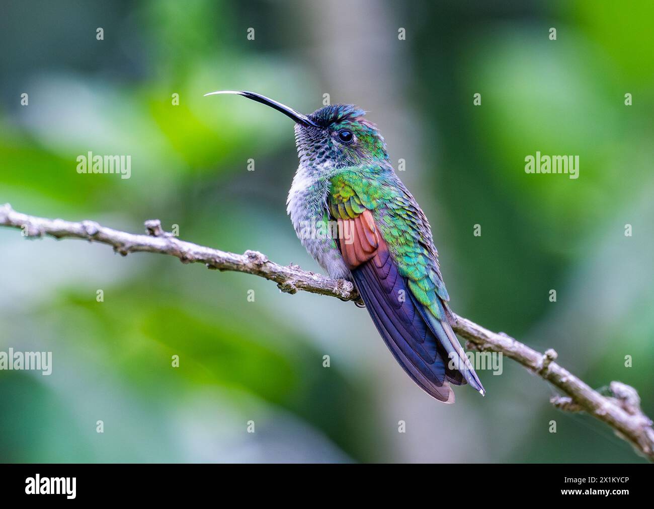 A Blue-capped Hummingbird (Eupherusa cyanophrys) perched on a branch ...