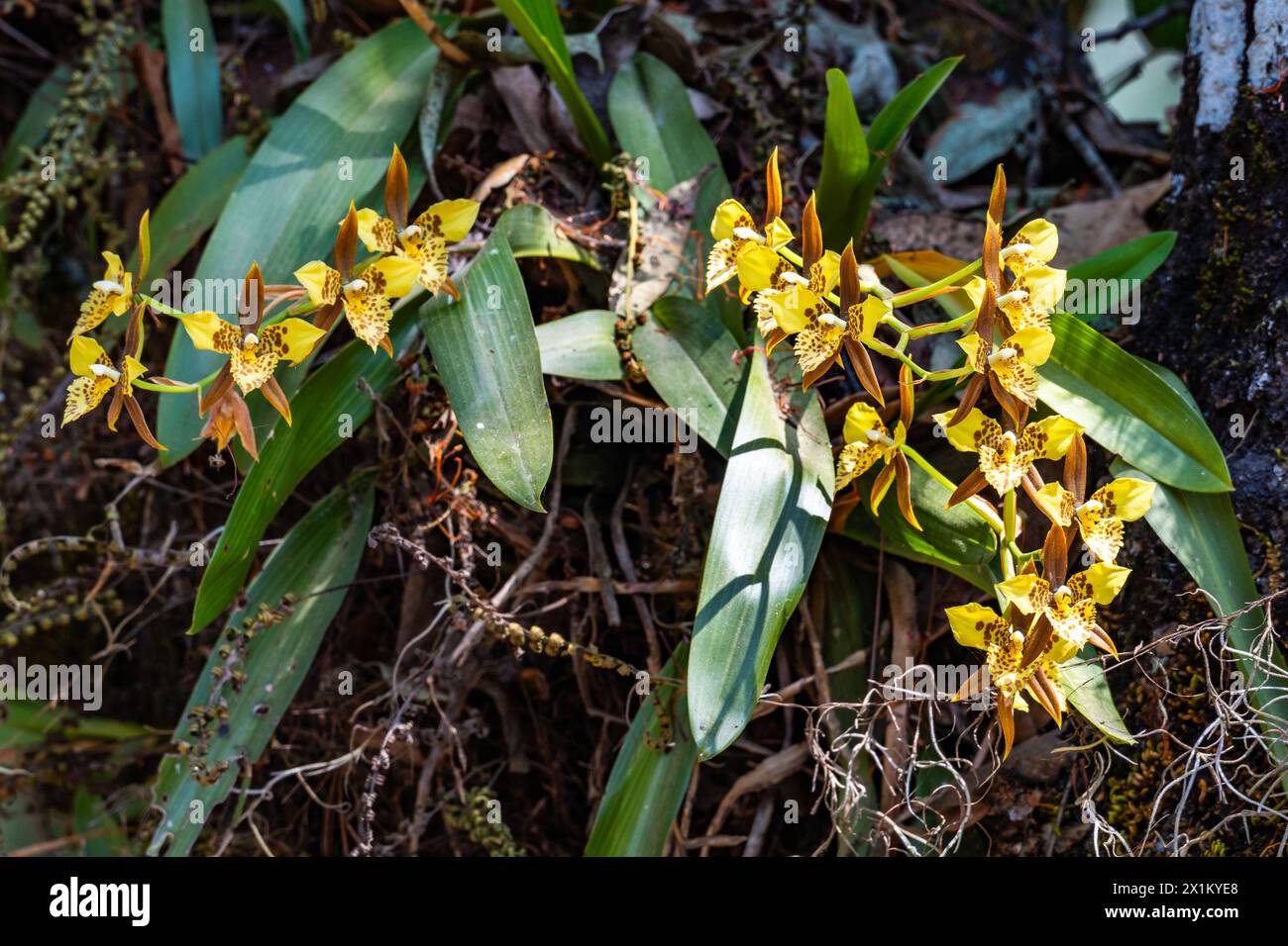 Yellow flowers of Oncidium orchid Rhynchostele maculata in wild. Oaxaca, Mexico. Stock Photo