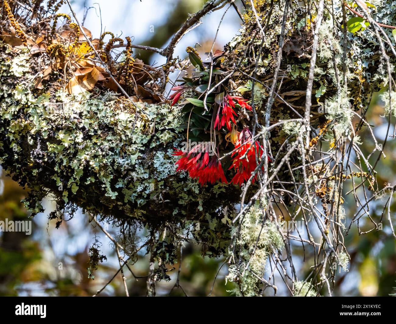 Red flowers of Cattleya orchid (Alamania punicea) on a moss covered tree trunk. Oaxaca, Mexico. Stock Photo