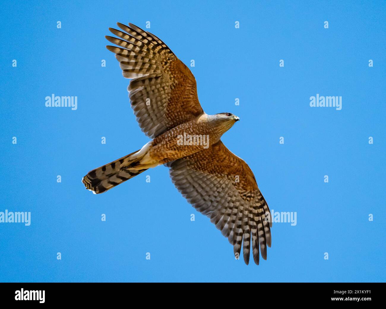 A Cooper's Hawk (Accipiter cooperii) flying overhead. Oaxaca, Mexico. Stock Photo