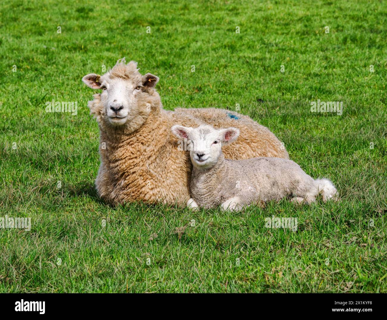 White-faced ewe and her week old lamb cuddling up in a Somerset field ...