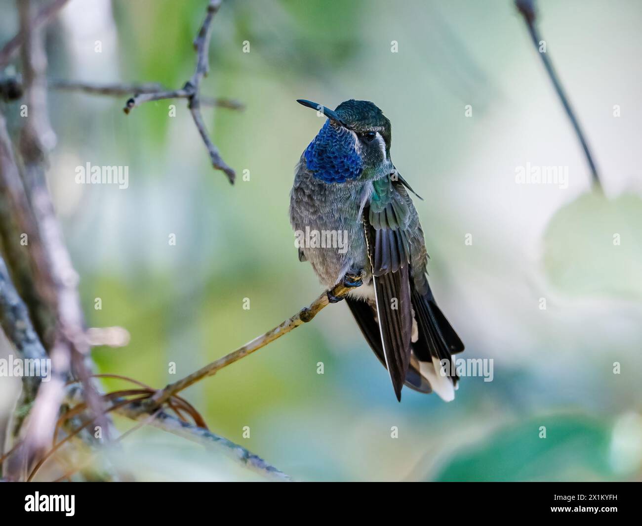 Lampornis hi-res stock photography and images - Alamy