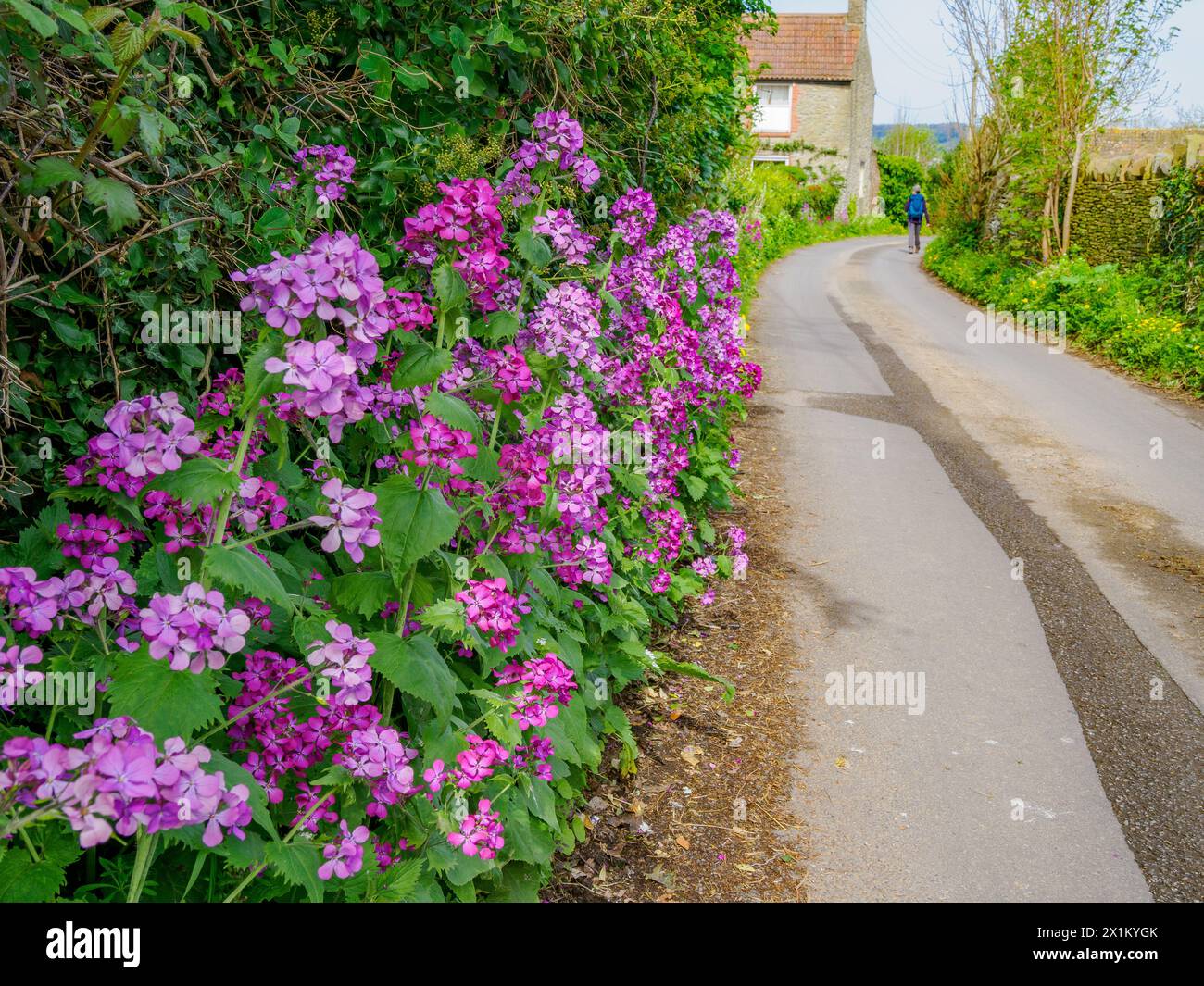 Honesty - Lunaria annua flowering profusely in a Somerset village hedge bottom UK Stock Photo