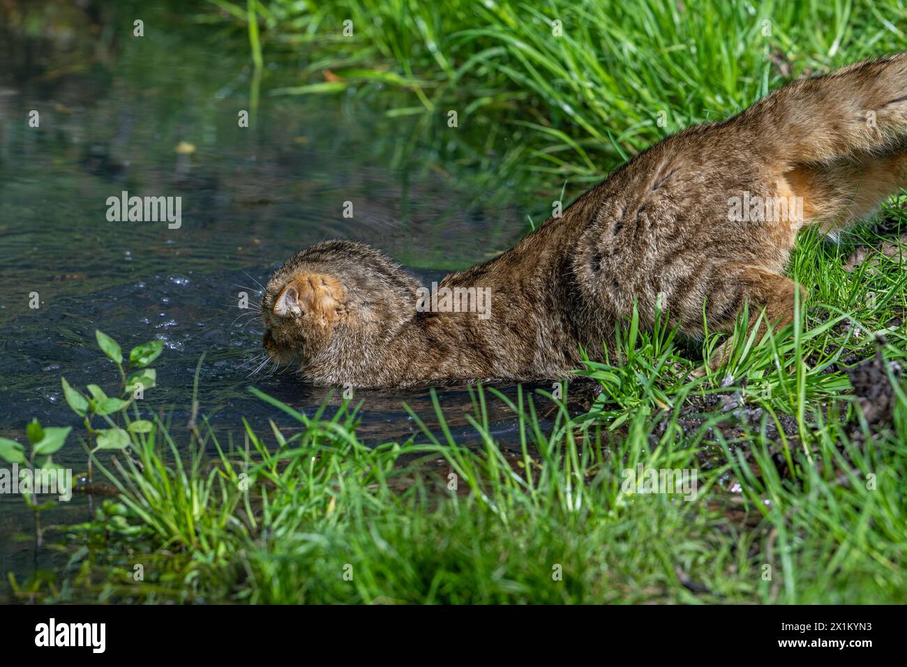 Hunting European wildcat / wild cat (Felis silvestris silvestris) jumping in water of pond to catch fish / frog Stock Photo