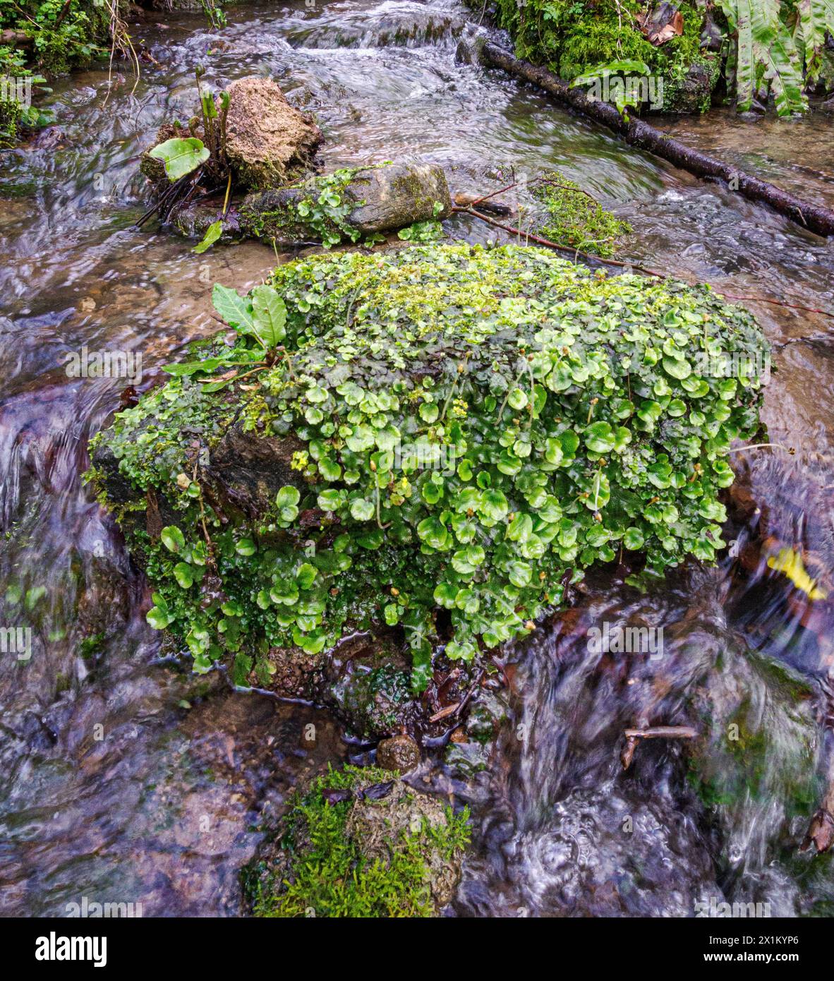 Snakeskin or Great Scented Liverwort Conocephalum conicum with conical sporangia growing on a rock in a Somerset stream UK Stock Photo