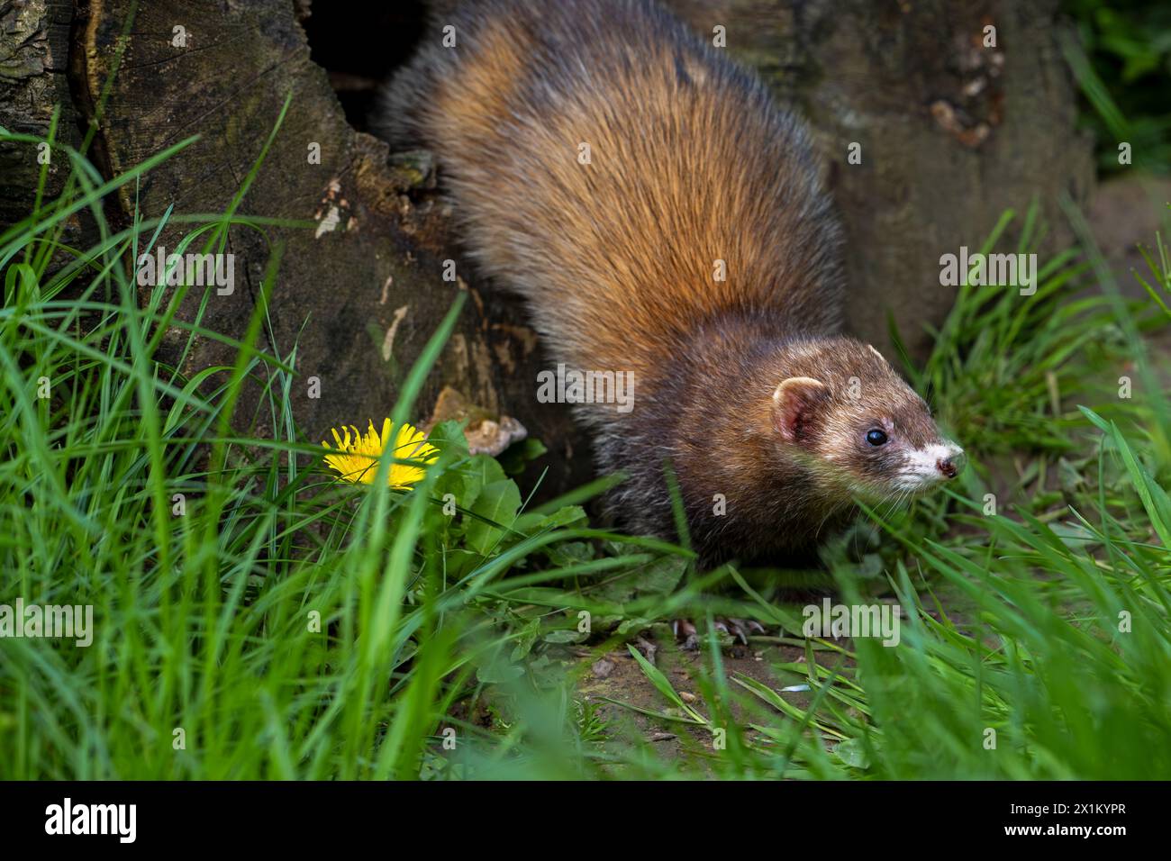 Hunting European polecat (Mustela putorius) leaving hollow tree trunk in search for mice and rodents in forest Stock Photo