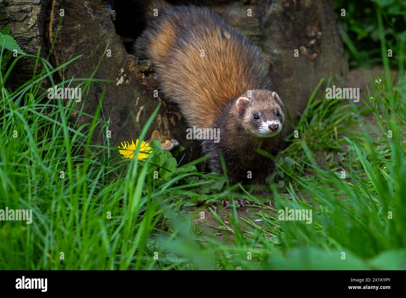Hunting European polecat (Mustela putorius) leaving hollow tree trunk in search for mice and rodents in forest Stock Photo