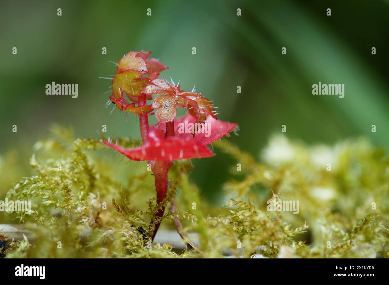 Macro, Close Up Of A Red Plant With Spines On Its Leaves Growing On Moss, New Forest UK Stock Photo