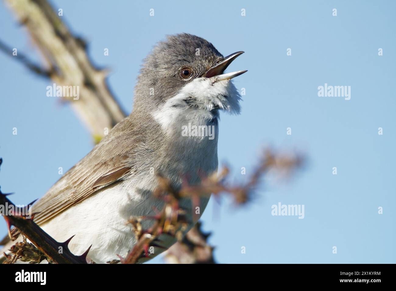 Close up Of A Lesser Whitethroat, Sylvia curruca, Singing From The Top Of A Bush. Stanpit Marsh, UK Stock Photo