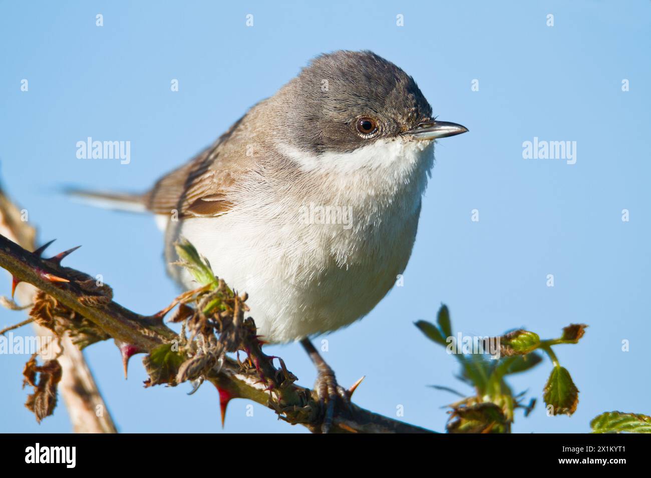 Close Up Of A Single Lesser Whitethroat, Sylvia curruca, Standing On A Bramble,Stanpit Marsh,UK Stock Photo