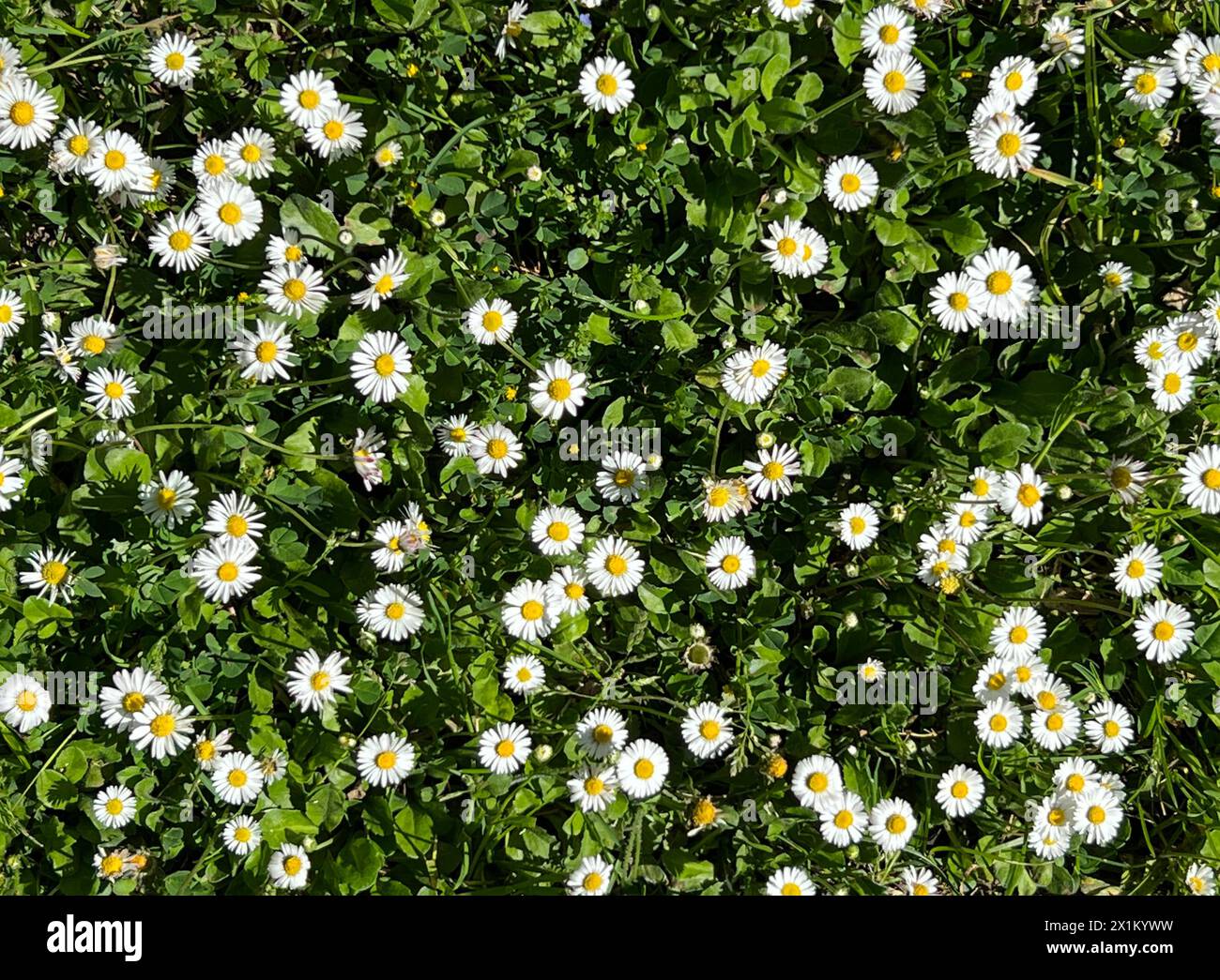 Daisy texture seamless background hi-res stock photography and images ...