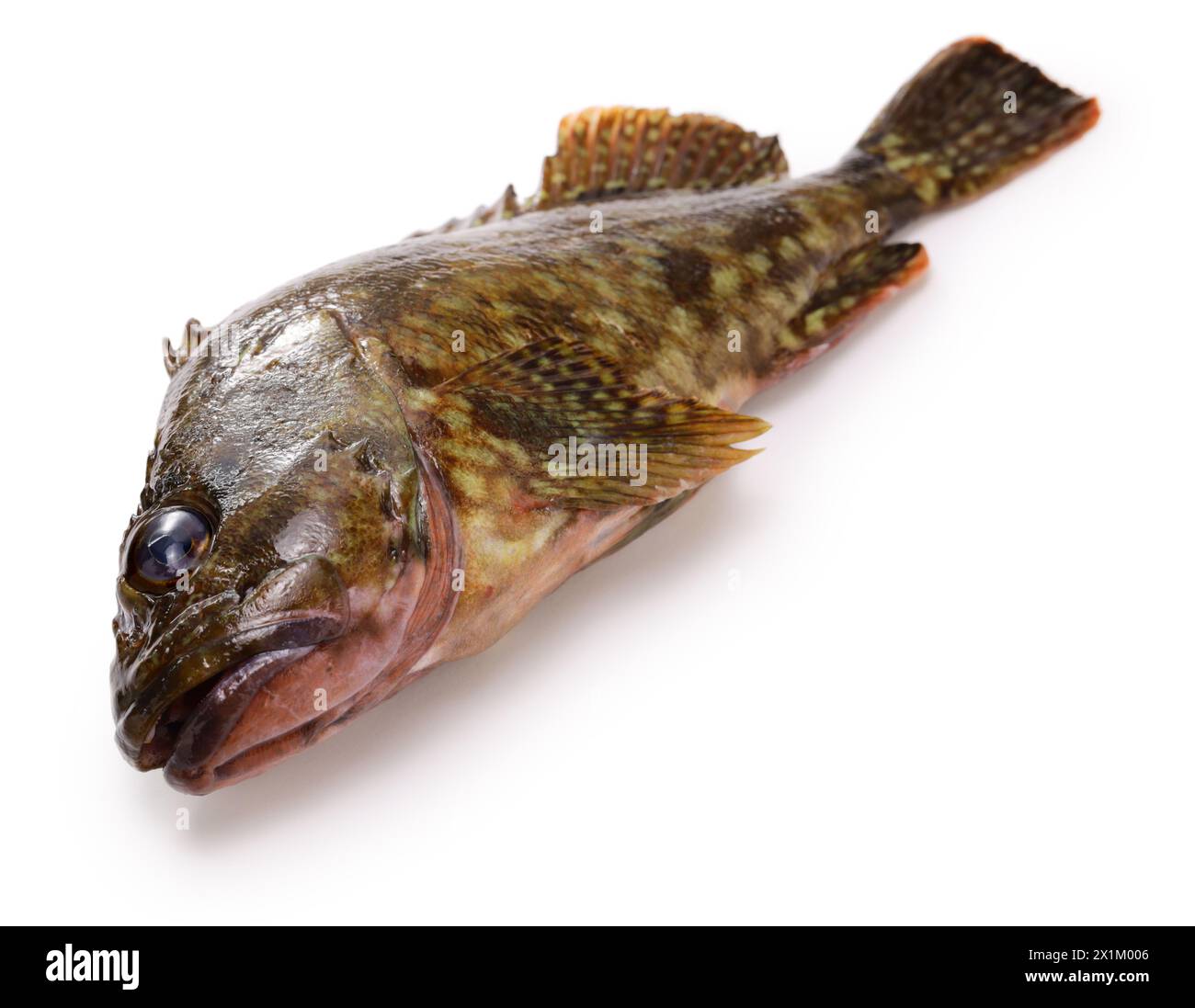 Japanese marbled rockfish (Kasago) isolated on white background Stock Photo