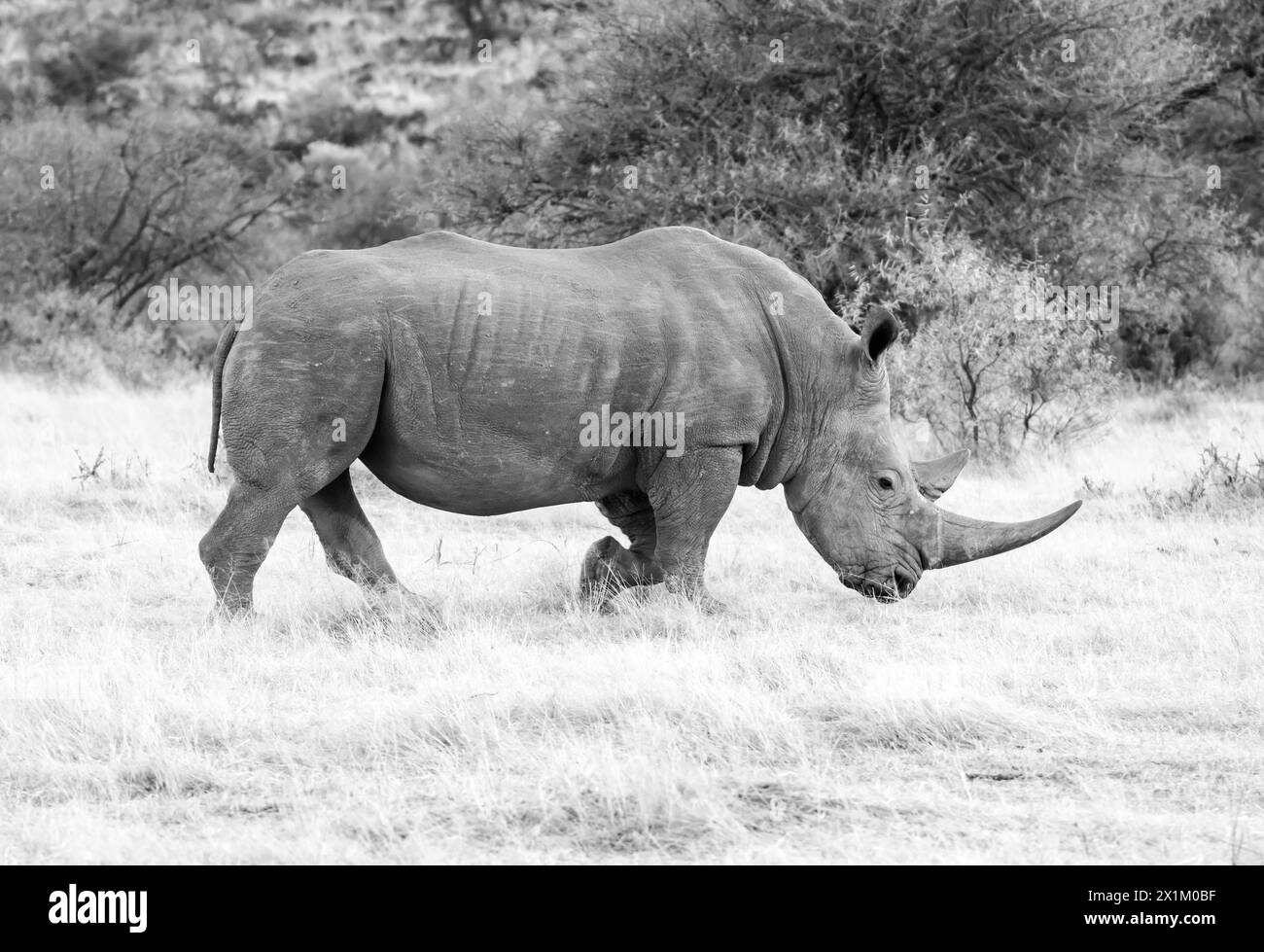 White Rhino in Southern African savannah Stock Photo - Alamy