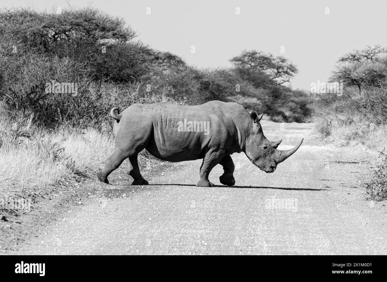 White Rhino in Southern African savannah Stock Photo - Alamy
