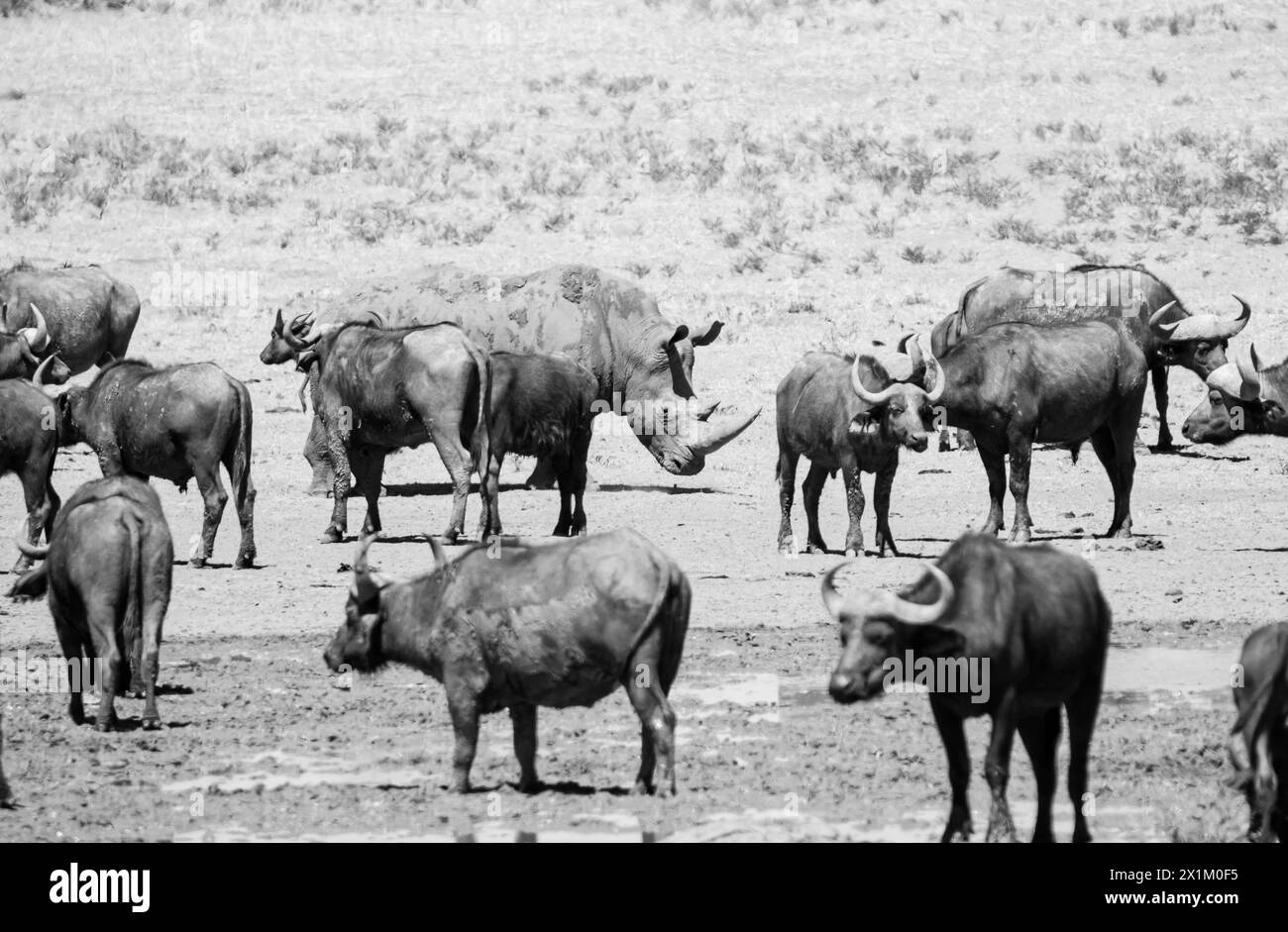 White Rhino and Cape Buffalo at a watering hole in Southern Africa ...