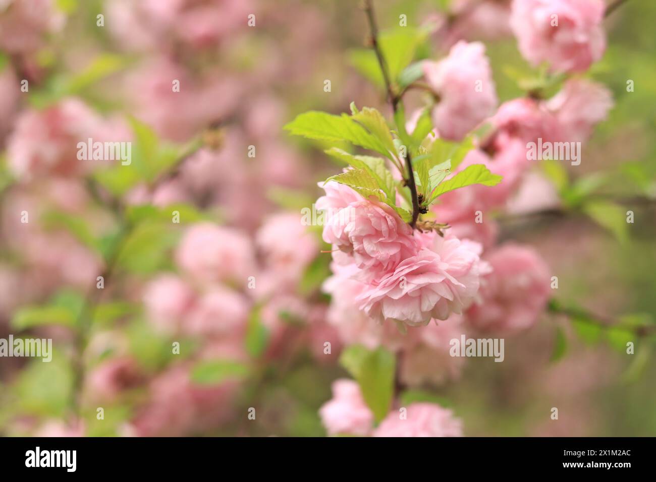 Prunus triloba Plena. Beautiful pink flowers on a bush branch close-up. Flowers with selective focus, natural background Stock Photo