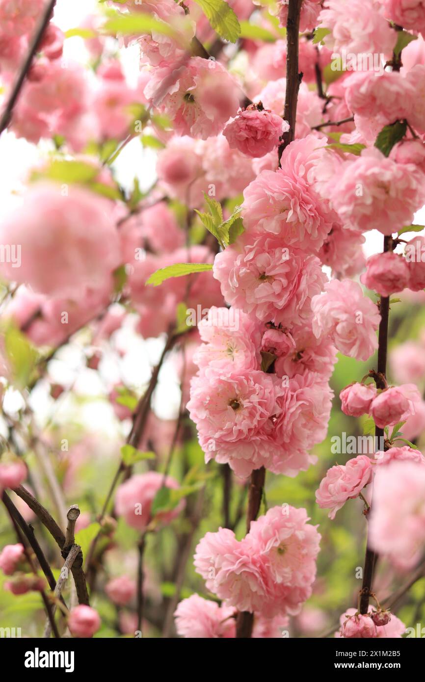 Prunus triloba Plena. Beautiful pink flowers on a bush branch close-up. Flowers with selective focus, natural background Stock Photo