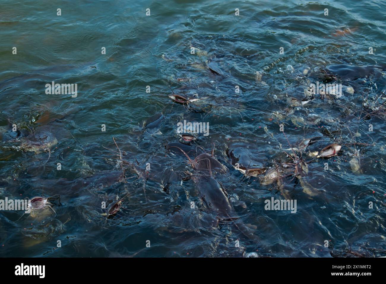 Dozens of catfish are rising to the surface of water to eat pellets, in