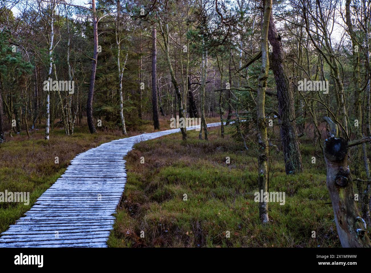 moor path, footbridge in a moorland Stock Photo