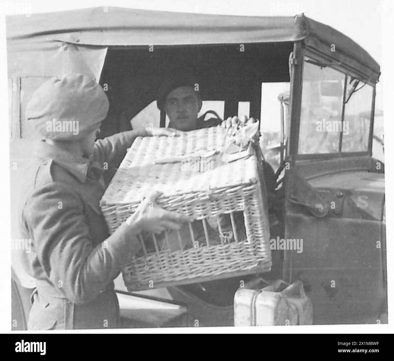 8TH ARMY CARRIER PIGEON SERVICE - A basket of pigeons is loaded into a truck for the forward area. Rations and water trough, to sustain the birds during the period away from the home loft are attached, British Army Stock Photo