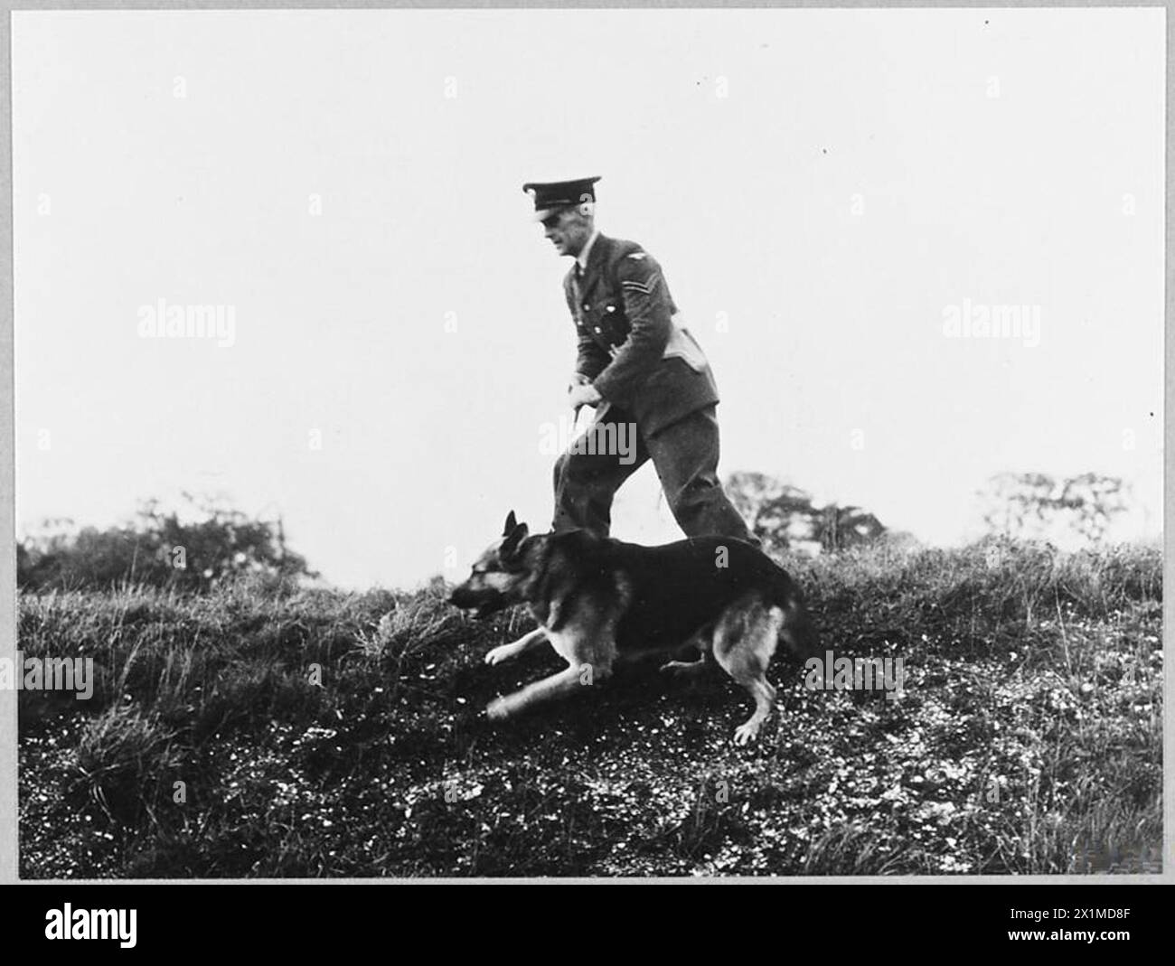 "MIKE" AN R.A.F. POLICE DOG 14213 Picture (issued 1945) shows